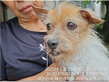 대전동물보호센터_430366202300403