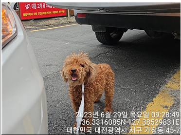 대전동물보호센터_430366202300402