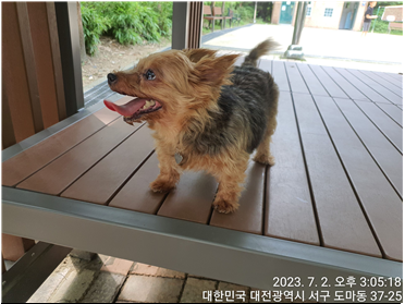 대전동물보호센터_430366202300409