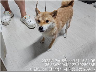 대전동물보호센터_430366202300413