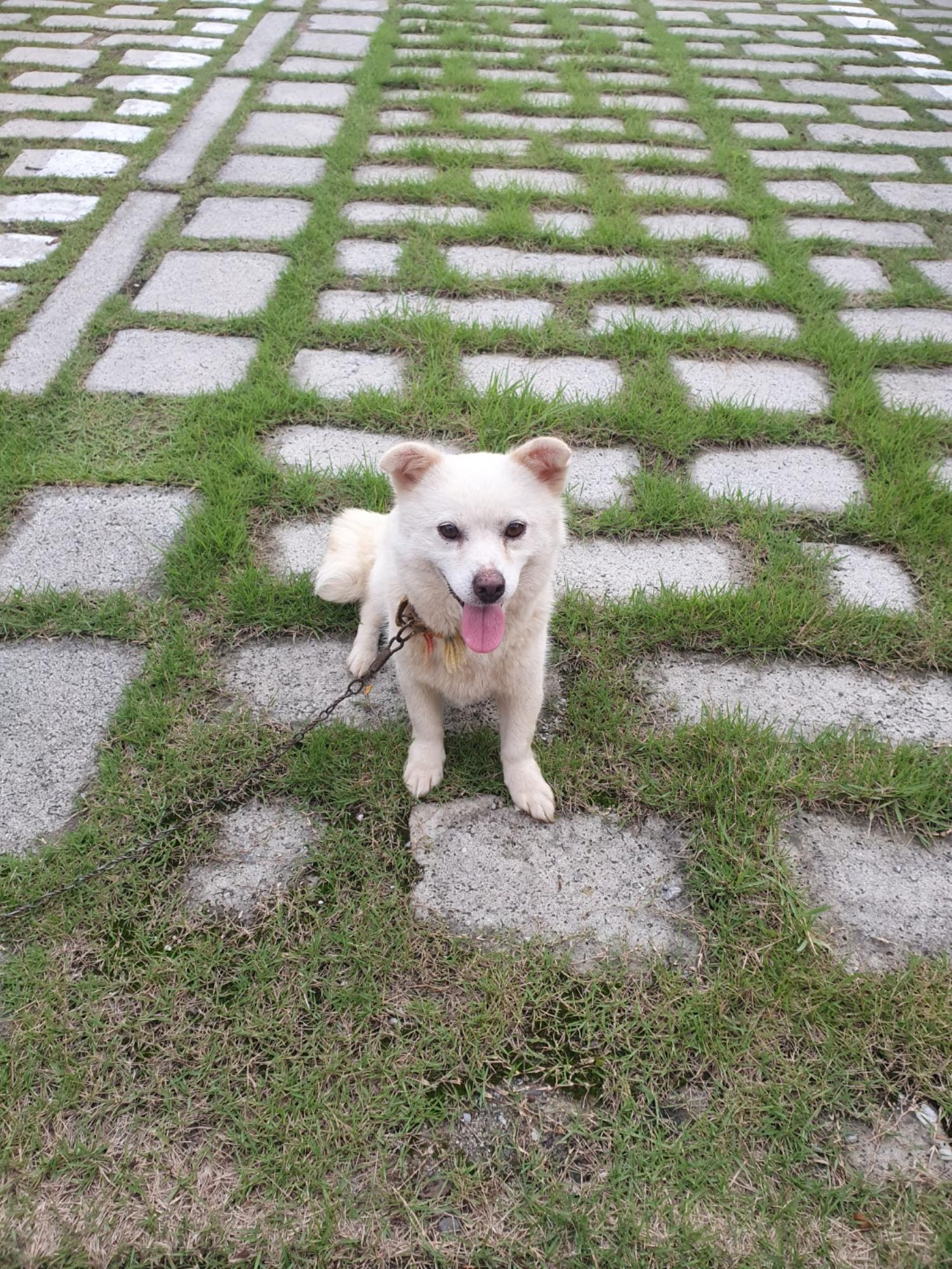학교동물임시보호센터_446496202300275