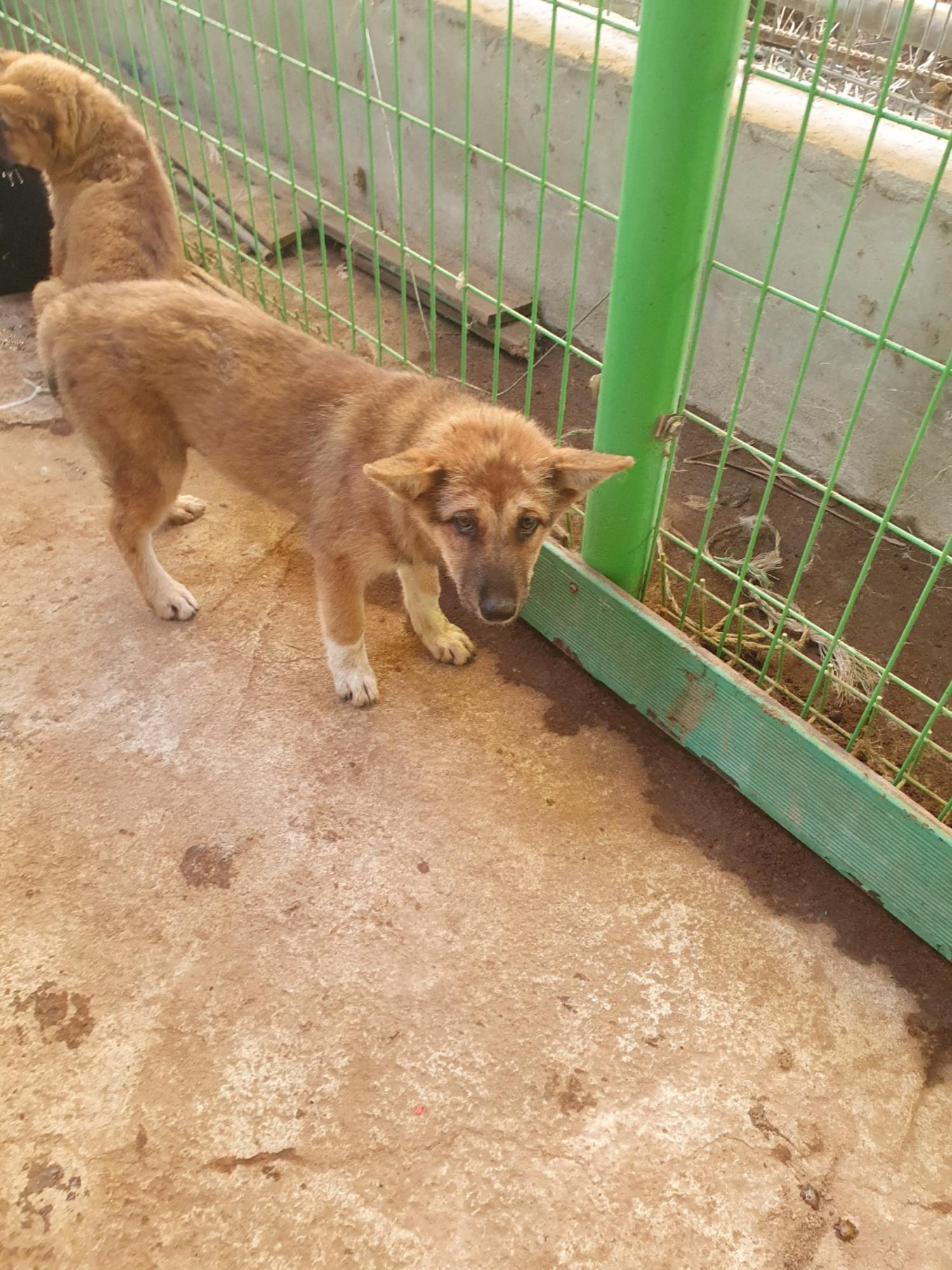 학교동물임시보호센터_446496202300278