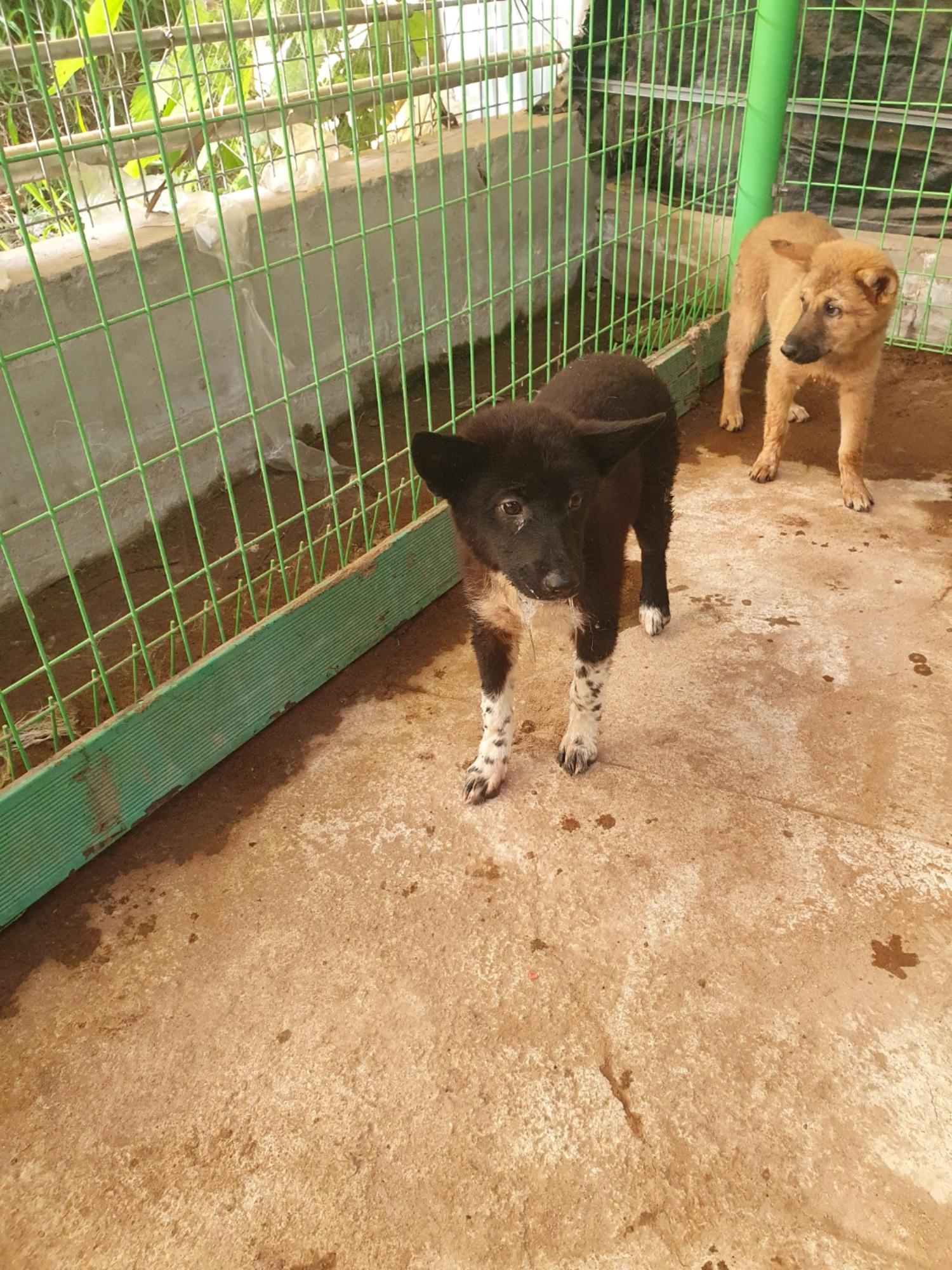 학교동물임시보호센터_446496202300276