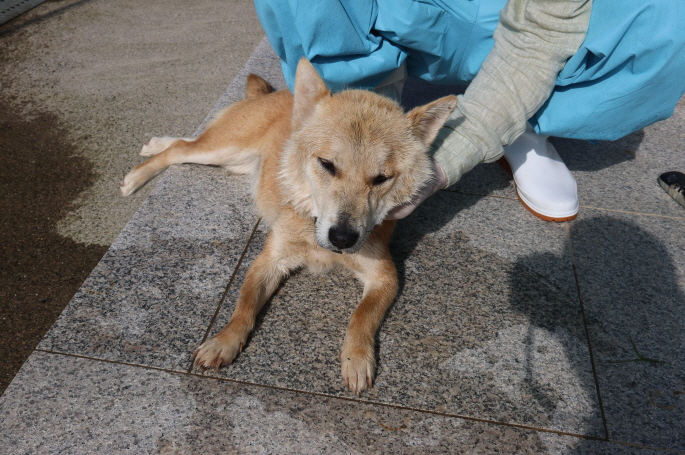 제주 동물보호센터_450650202302318