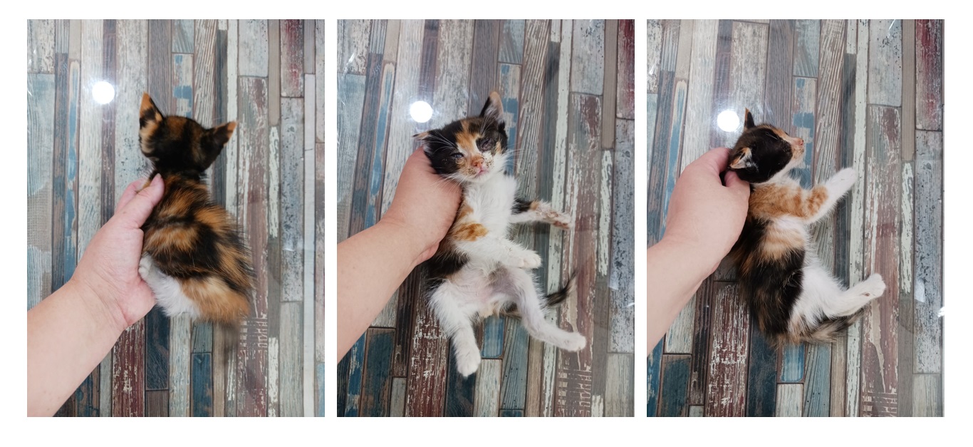 스타캣츠_441393202301221