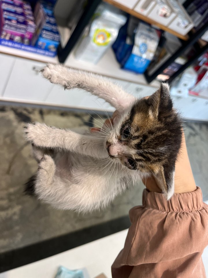 예스동물병원_427346202300815