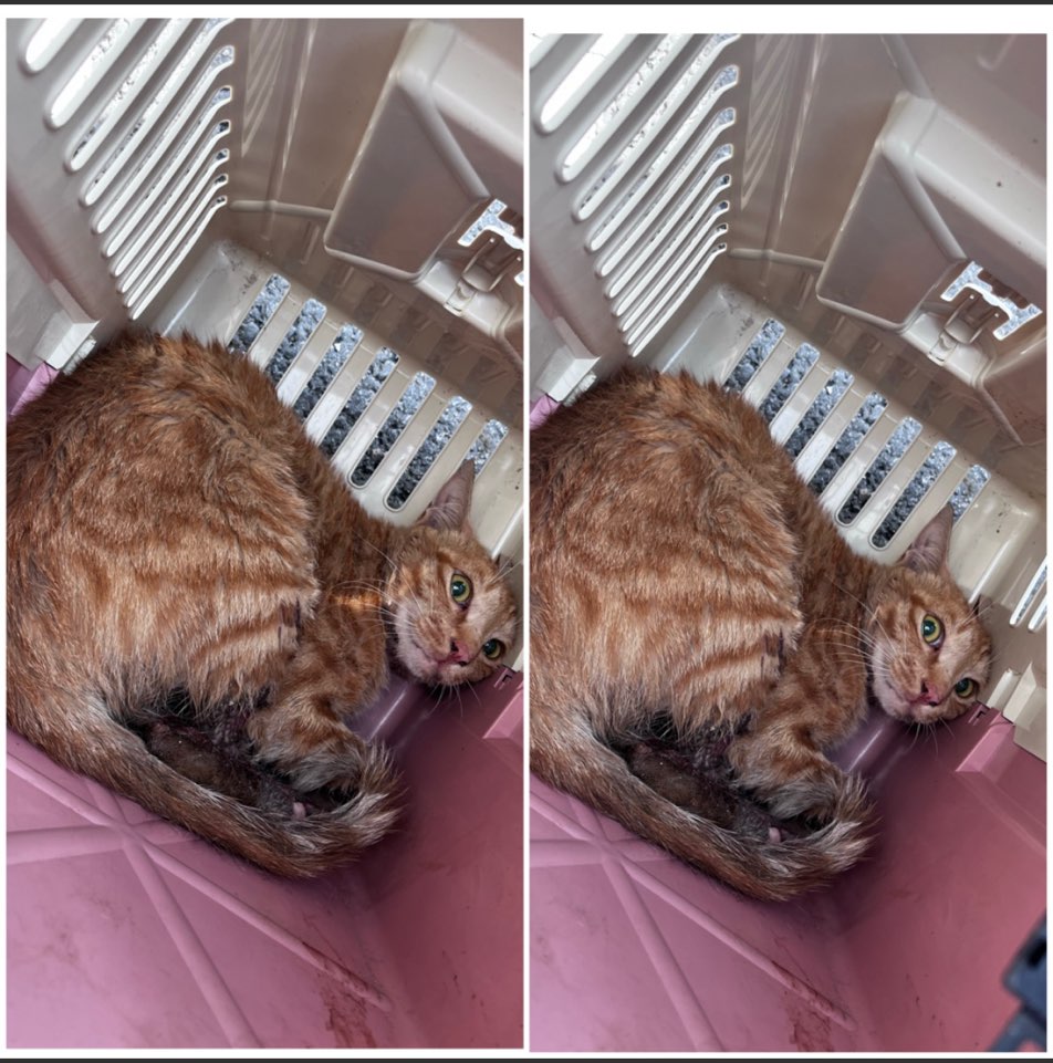 천안시유기동물보호소_444449202301554
