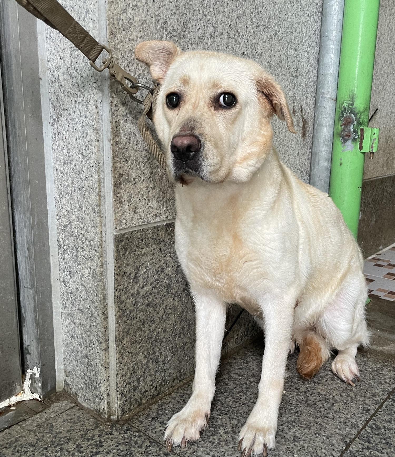 광주 동물보호소_429362202300576