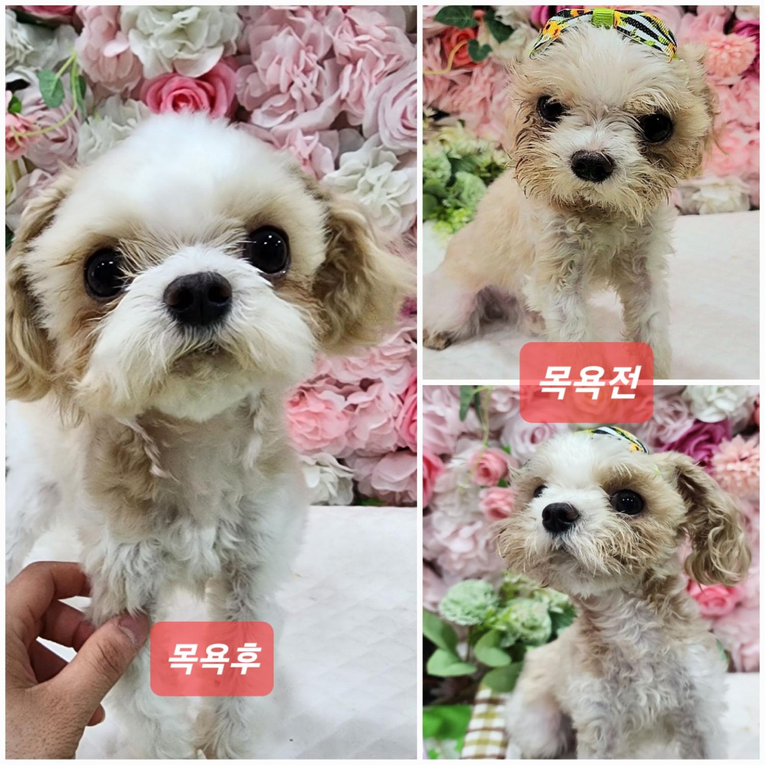 (사)영일동물플러스_447502202300692