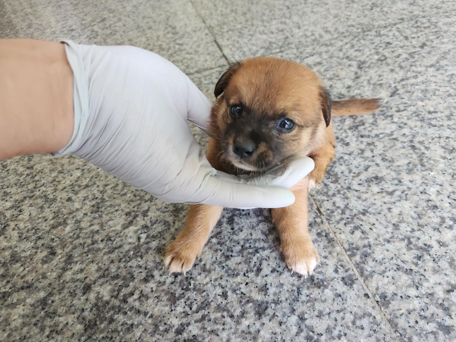 광주 동물보호소_429361202300295