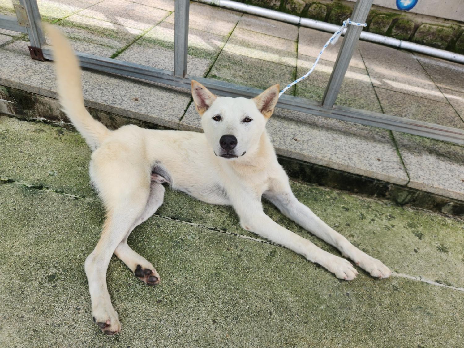 광주 동물보호소_429361202300289