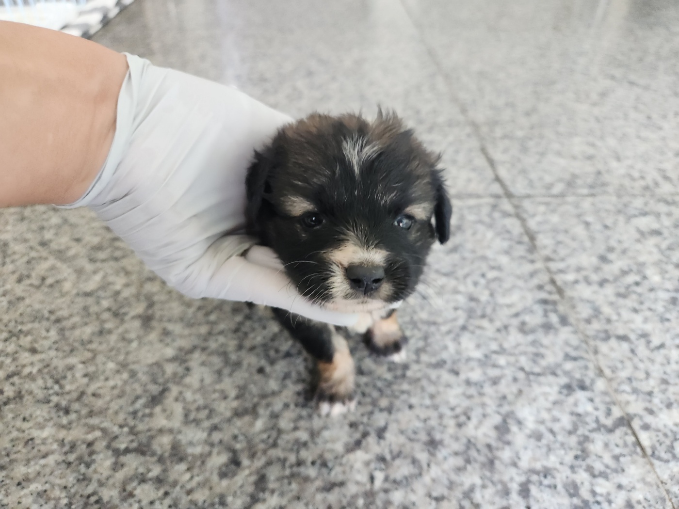 광주 동물보호소_429361202300291