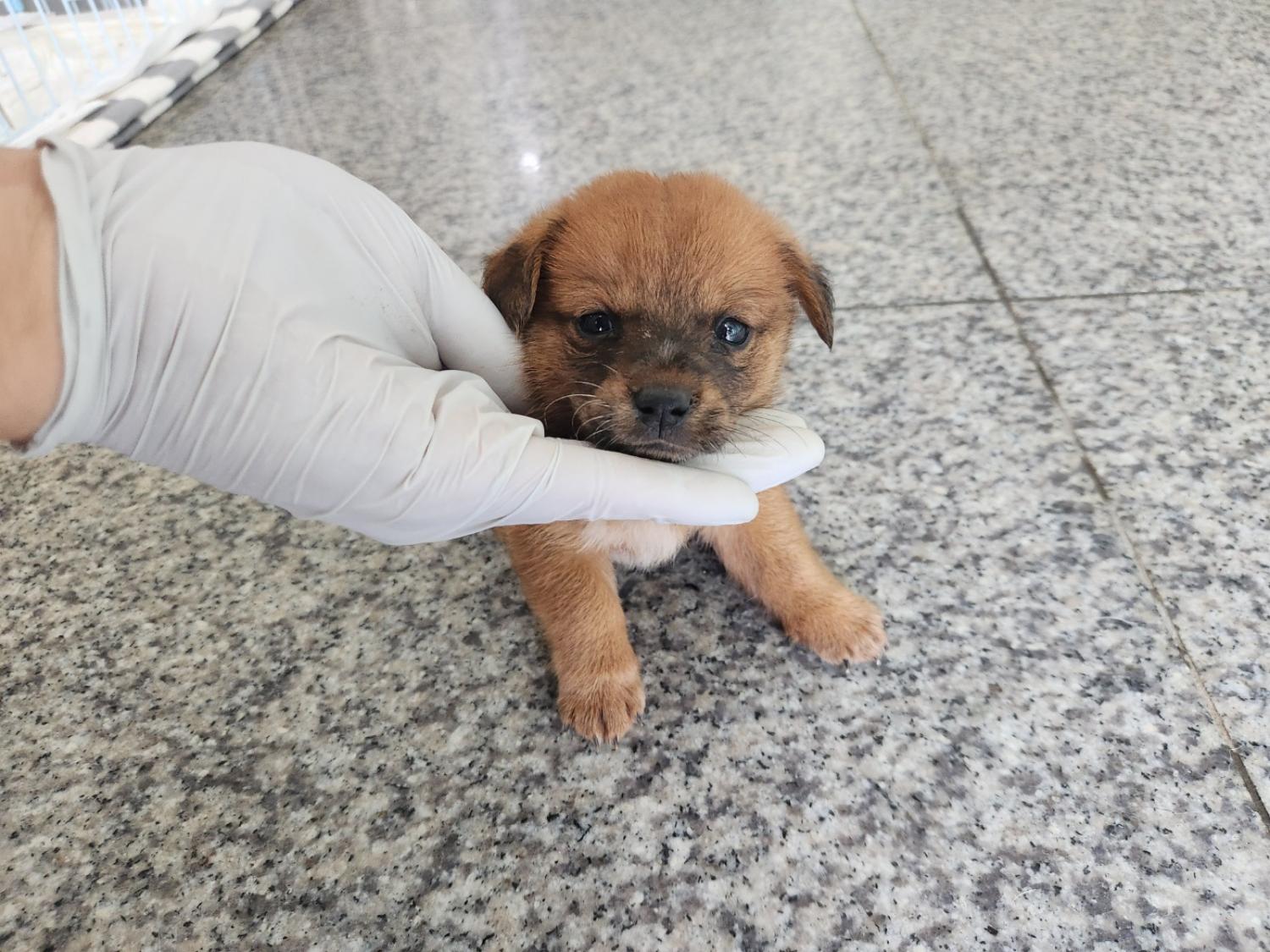 광주 동물보호소_429361202300293