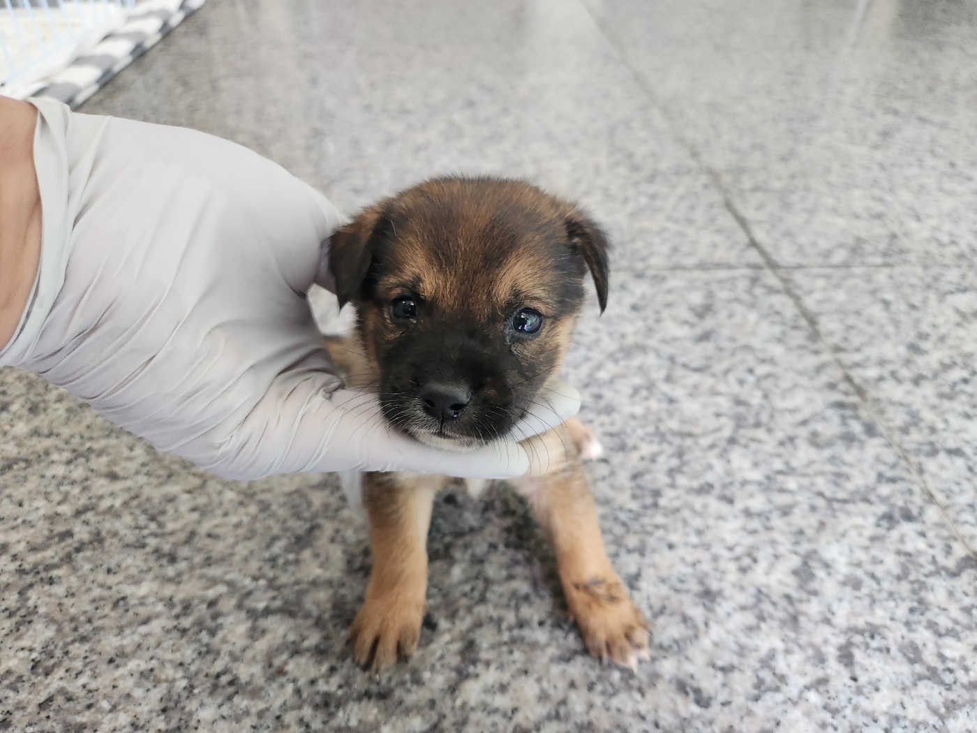 광주 동물보호소_429361202300290