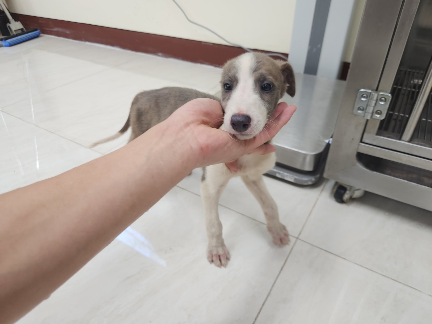 광주 동물보호소_429362202300578