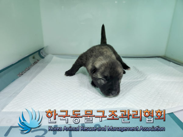 한국동물구조관리협회_441409202301100