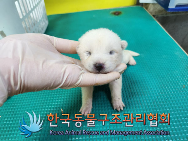 한국동물구조관리협회_441409202301101