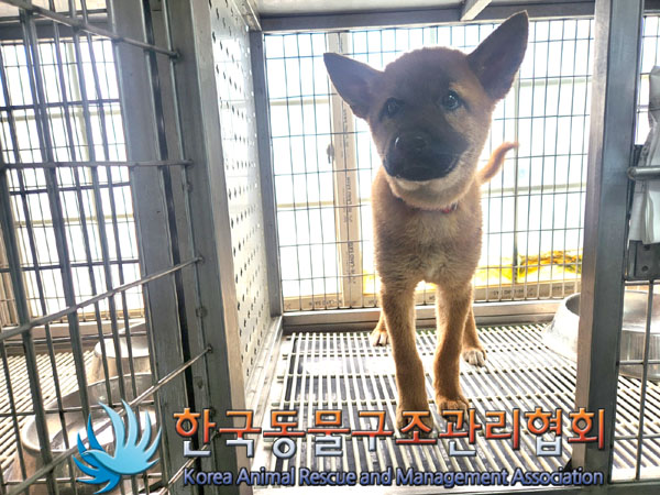 한국동물구조관리협회_441409202301099