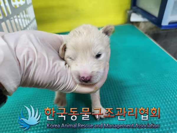 한국동물구조관리협회_441409202301103