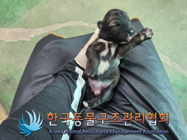 한국동물구조관리협회_441409202301105