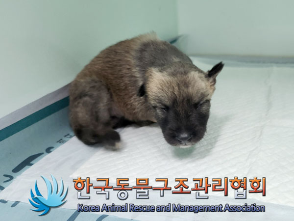 한국동물구조관리협회_441409202301104
