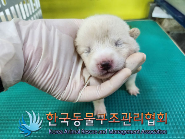 한국동물구조관리협회_441409202301102