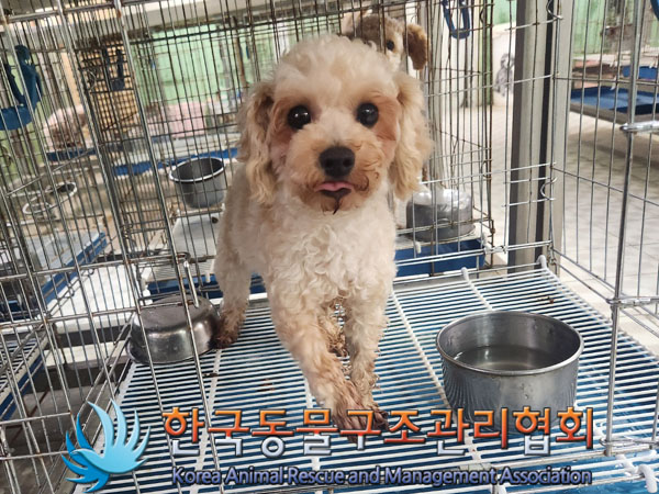 종료(기증) 푸들의…