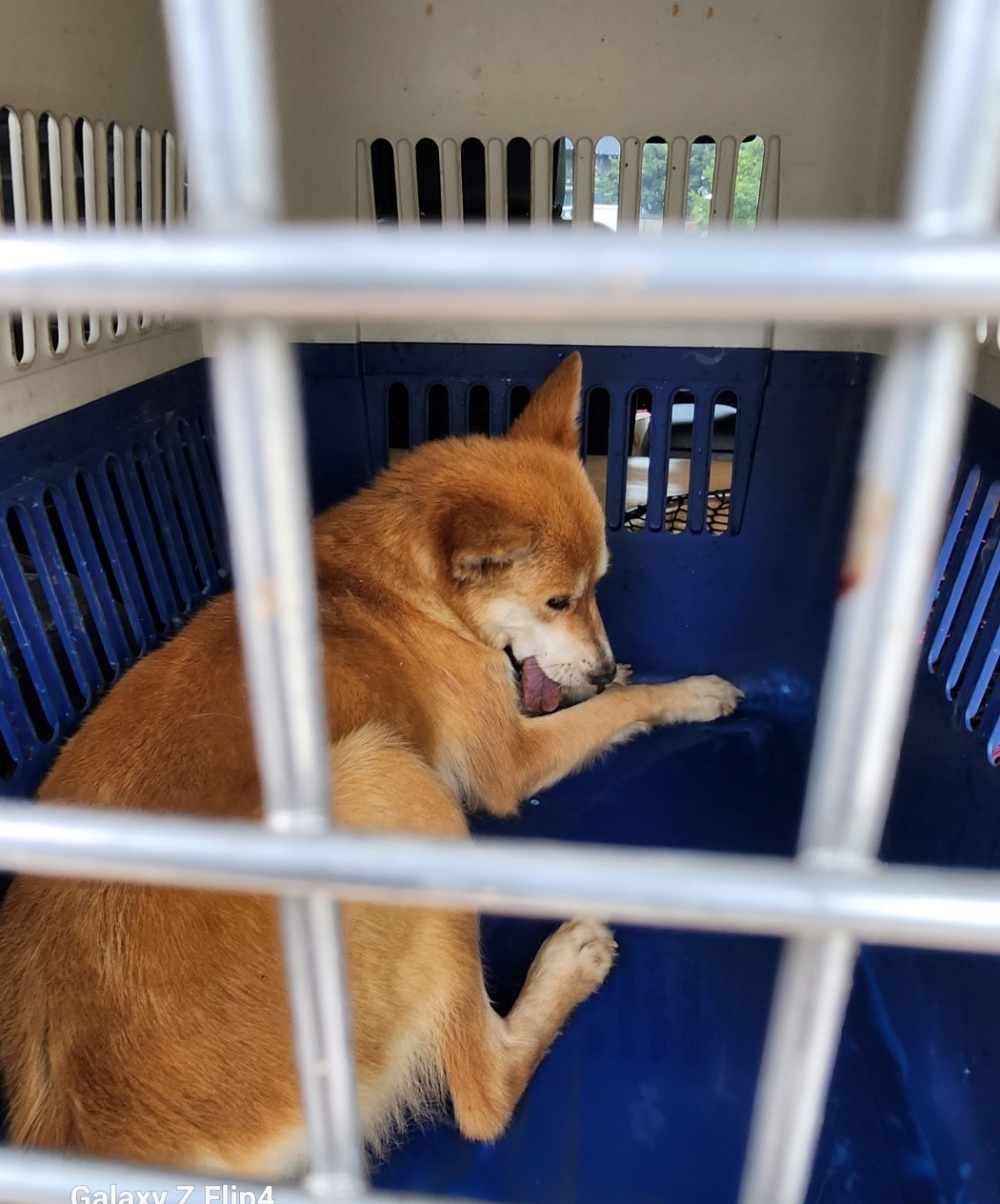 울산유기동물보호센터_431373202300727