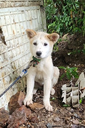 울산유기동물보호센터_431370202300658