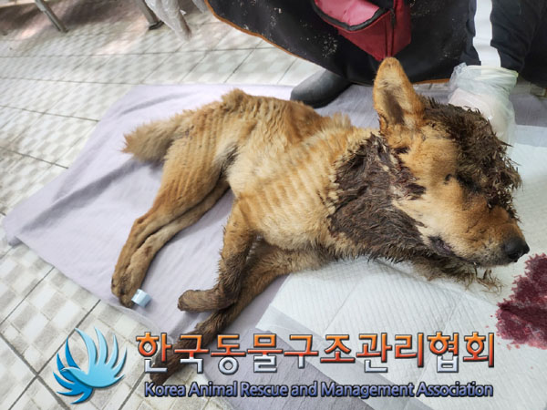 한국동물구조관리협회_441414202300449