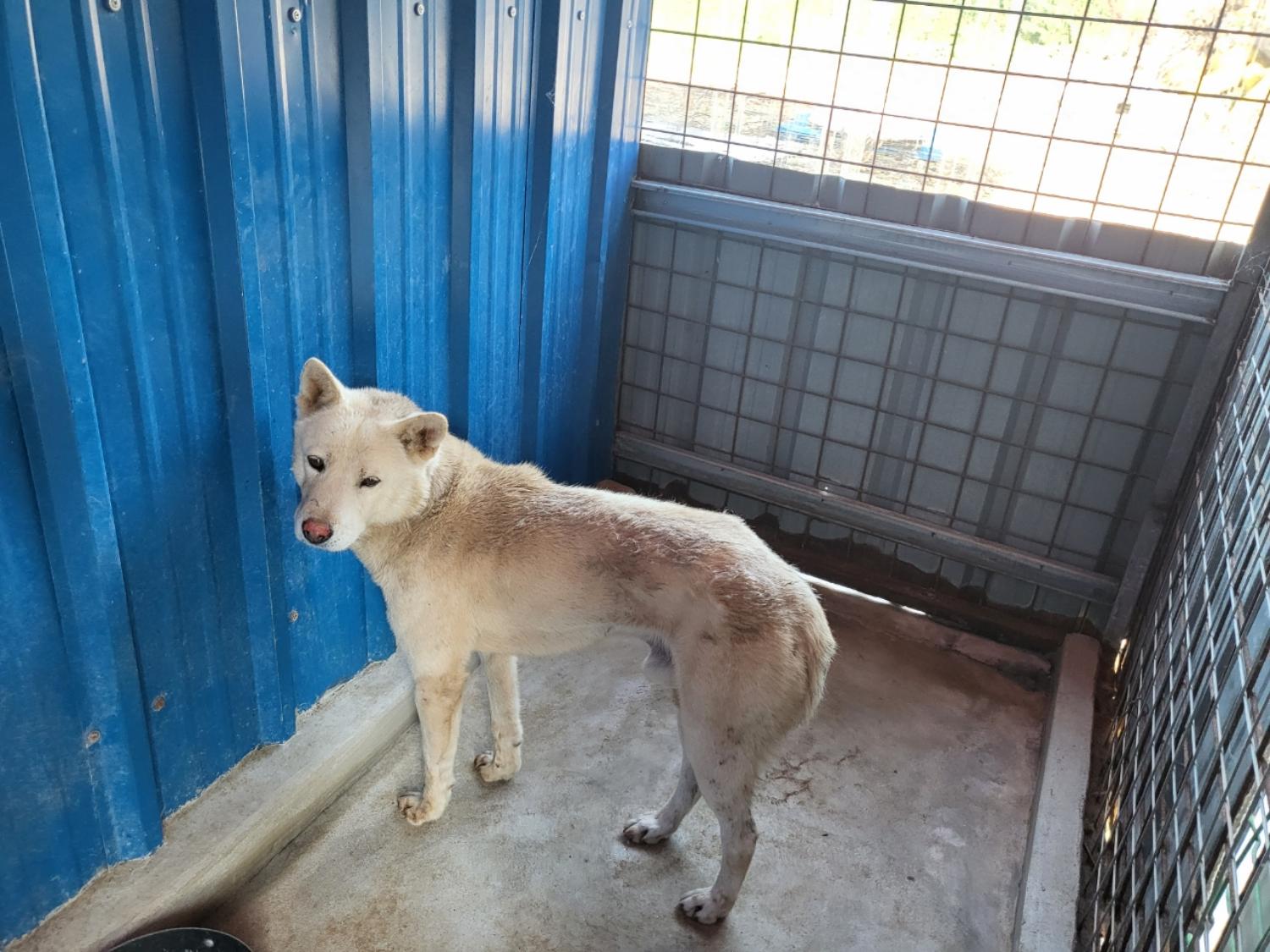 고흥군임시보호센터_446488202300186