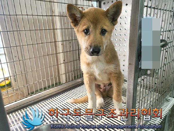 한국동물구조관리협회_441414202300446