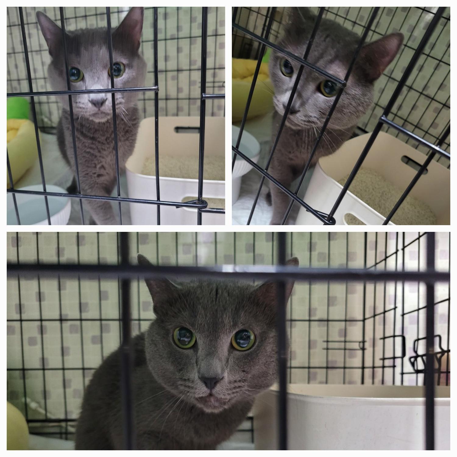 유기동물보호소_446481202300359