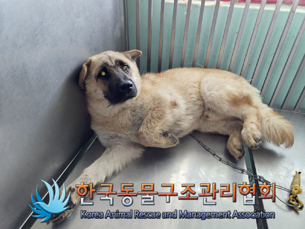 한국동물구조관리협회_441406202300995
