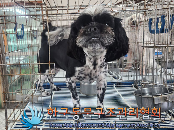 한국동물구조관리협회_411300202300290