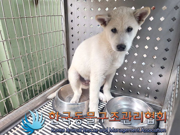 한국동물구조관리협회_441414202300447