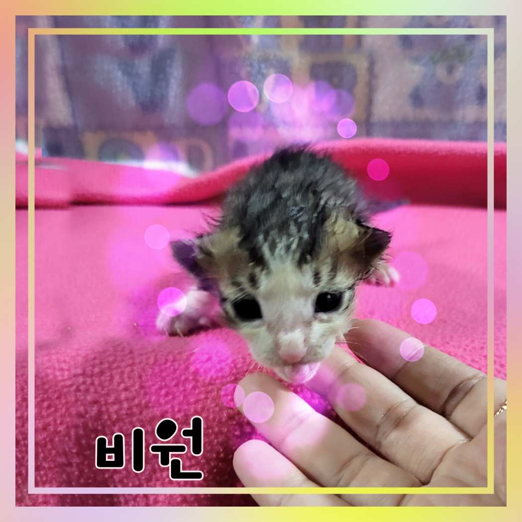 군산유기동물보호센터_445467202301279