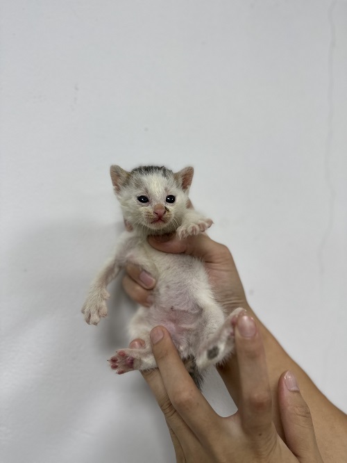 반려동물보호센터_443571202301843