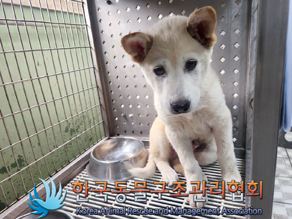 한국동물구조관리협회_441414202300448