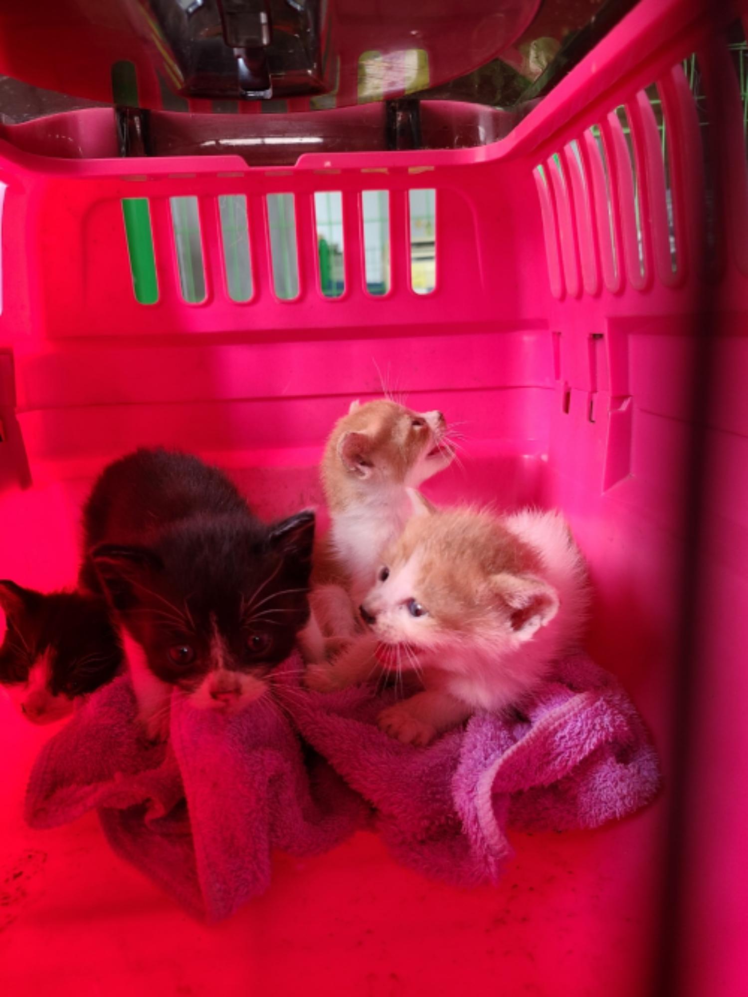 유기동물및관리협회_448535202301012