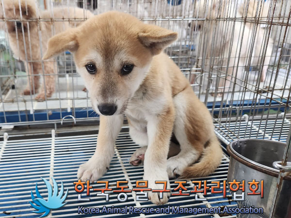 한국동물구조관리협회_441406202300996