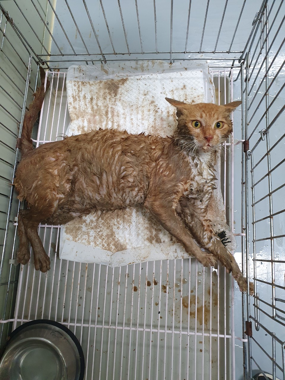 남양주시동물보호센터_441399202301705