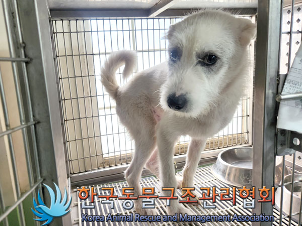 한국동물구조관리협회_441560202300875