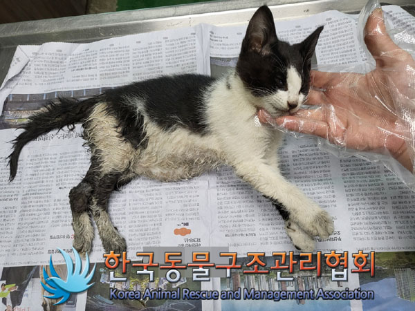 한국동물구조관리협회_441409202301106