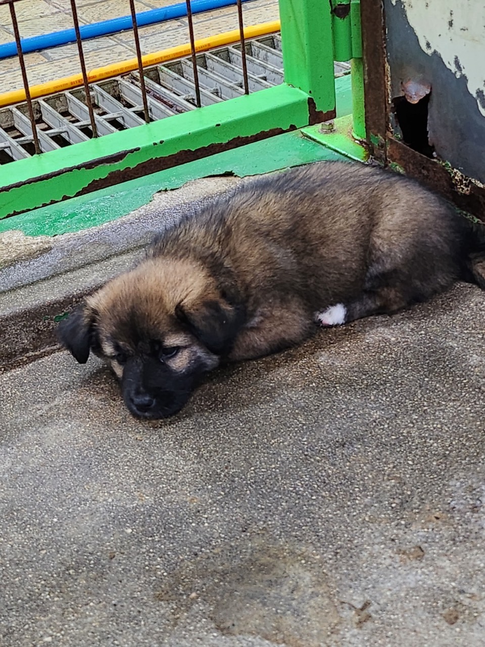 영주시 동물보호센터_447509202300140