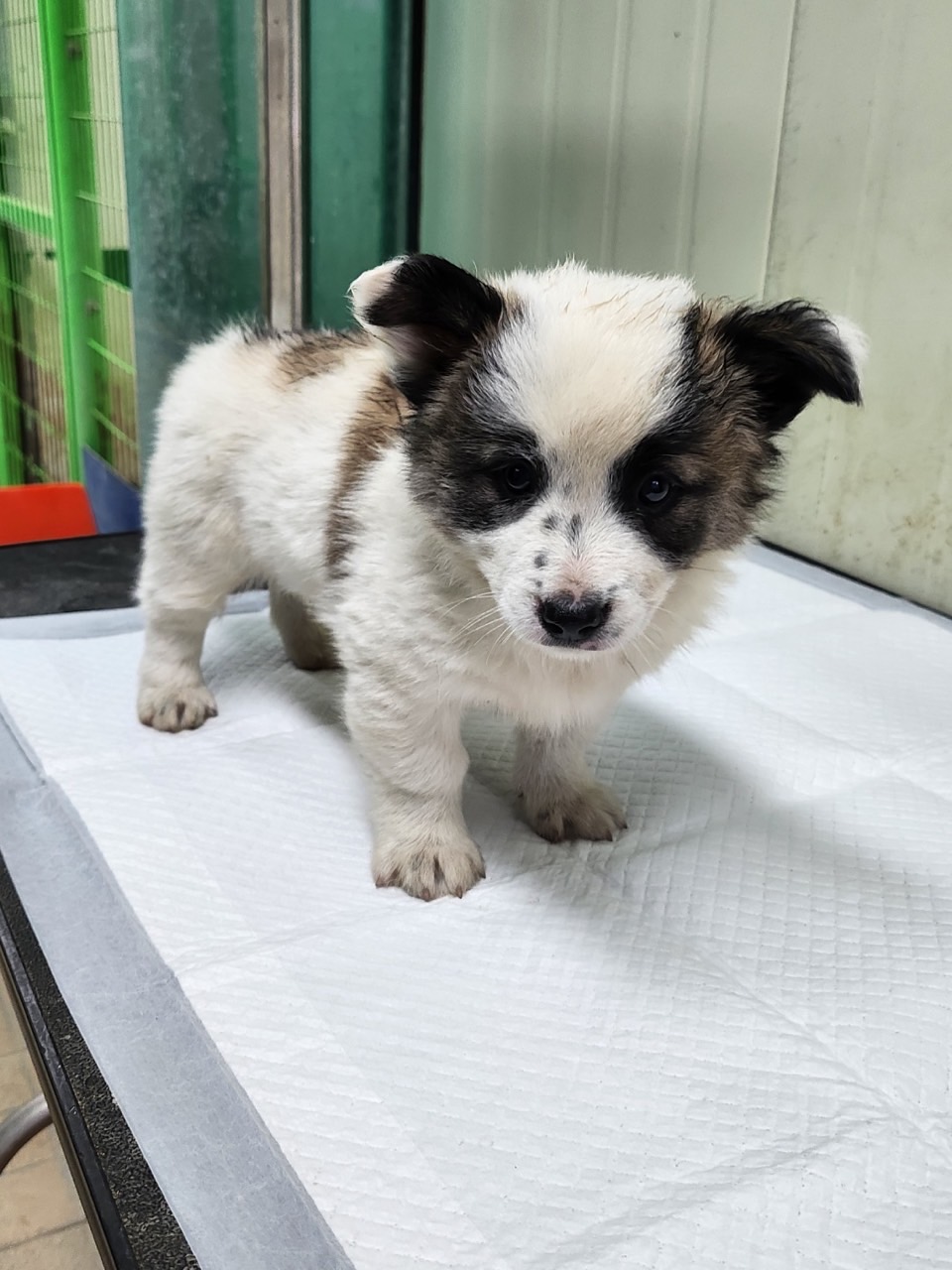 영주시 동물보호센터_447509202300137