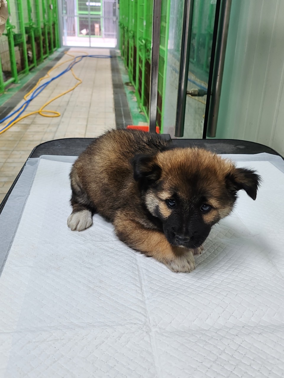 영주시 동물보호센터_447509202300138