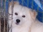 상주시 동물보호센터_447511202300662