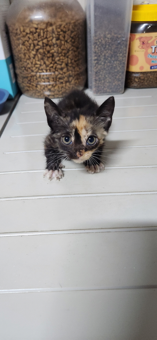 익산유기동물보호소_445468202301432