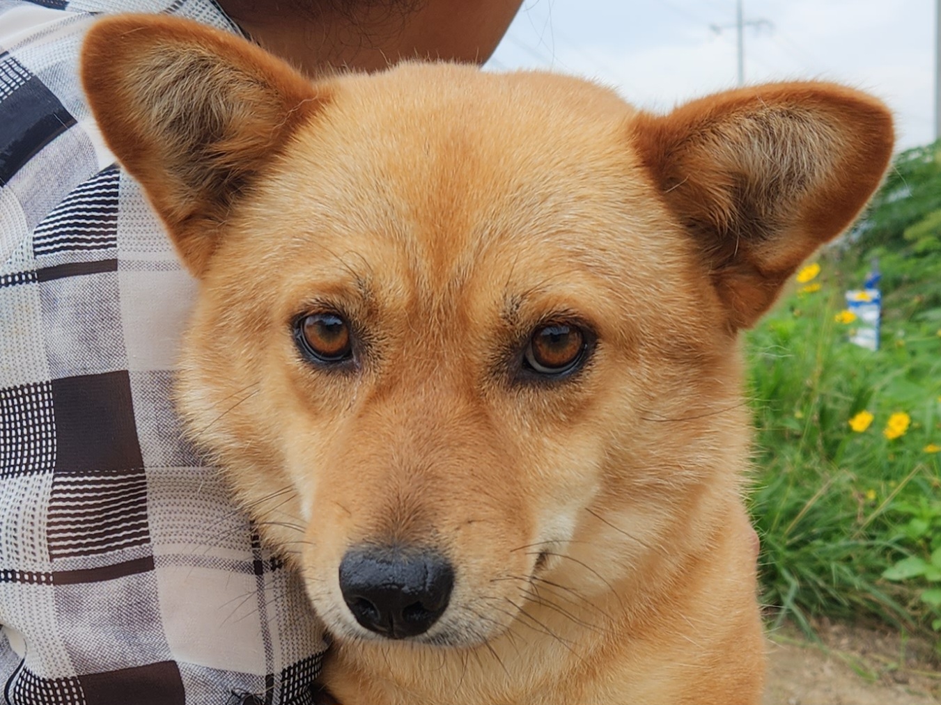 상주시 동물보호센터_447511202300659